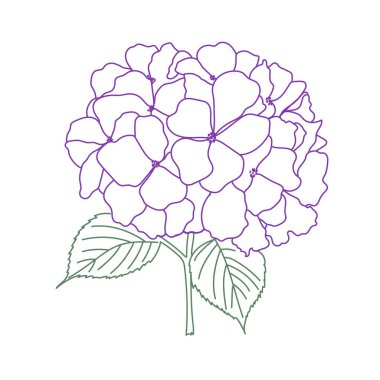 Ortanca çiçek vektör çizimi. Çiçek tasarım ögesi.