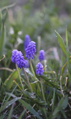 Muscari armeniacum bitkisinin çan şeklinde mavi çiçekleri veya üzüm sümbülü..