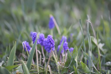 Muscari armeniacum bitkisinin çan şeklinde mavi çiçekleri veya üzüm sümbülü..