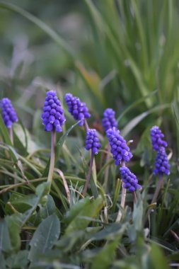 Muscari armeniacum bitkisinin çan şeklinde mavi çiçekleri veya üzüm sümbülü..