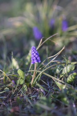 Muscari armeniacum bitkisinin çan şeklinde mavi çiçekleri veya üzüm sümbülü..