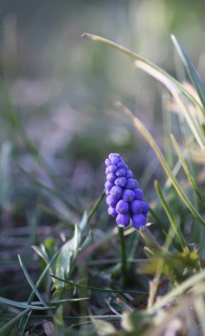 Muscari armeniacum bitkisinin çan şeklinde mavi çiçekleri veya üzüm sümbülü..