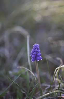 Muscari armeniacum bitkisinin çan şeklinde mavi çiçekleri veya üzüm sümbülü..