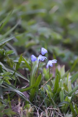 Muscari armeniacum bitkisinin çan şeklinde mavi çiçekleri veya üzüm sümbülü..