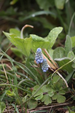 Muscari armeniacum bitkisinin çan şeklinde mavi çiçekleri veya üzüm sümbülü..