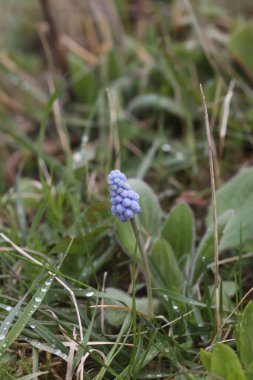 Muscari armeniacum bitkisinin çan şeklinde mavi çiçekleri veya üzüm sümbülü..