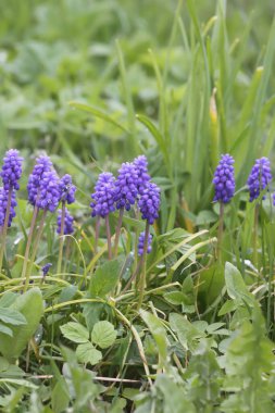 Muscari armeniacum bitkisinin çan şeklinde mavi çiçekleri veya üzüm sümbülü..