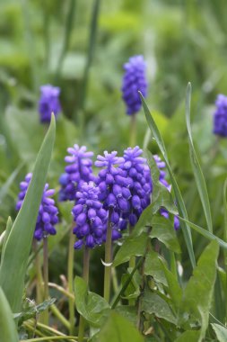 Muscari armeniacum bitkisinin çan şeklinde mavi çiçekleri veya üzüm sümbülü..