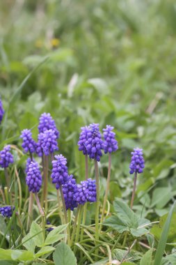 Muscari armeniacum bitkisinin çan şeklinde mavi çiçekleri veya üzüm sümbülü..