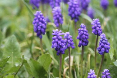 Muscari armeniacum bitkisinin çan şeklinde mavi çiçekleri veya üzüm sümbülü..