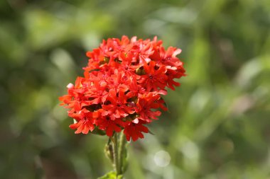Bahçede çiçeklenme mevsiminde kırmızı Lychnis chalcedonica bitkileri.