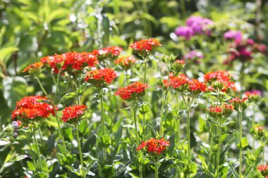 Bahçede çiçeklenme mevsiminde kırmızı Lychnis chalcedonica bitkileri.