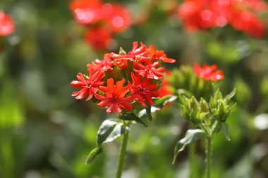 Bahçede çiçeklenme mevsiminde kırmızı Lychnis chalcedonica bitkileri.