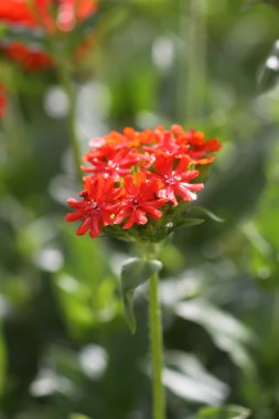 Bahçede çiçeklenme mevsiminde kırmızı Lychnis chalcedonica bitkileri.