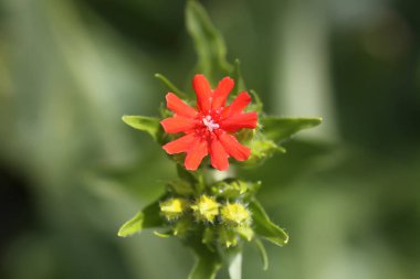 Bahçede çiçeklenme mevsiminde kırmızı Lychnis chalcedonica bitkileri.