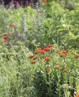 Bahçede çiçeklenme mevsiminde kırmızı Lychnis chalcedonica bitkileri.
