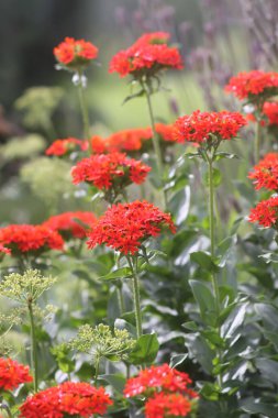 Bahçede çiçeklenme mevsiminde kırmızı Lychnis chalcedonica bitkileri.