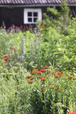 Bahçede çiçeklenme mevsiminde kırmızı Lychnis chalcedonica bitkileri.