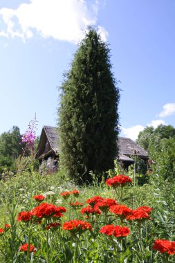 Bahçede çiçeklenme mevsiminde kırmızı Lychnis chalcedonica bitkileri.