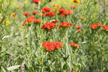 Bahçede çiçeklenme mevsiminde kırmızı Lychnis chalcedonica bitkileri.