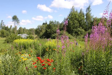 Bahçedeki çiçek mevsiminde kırmızı Lychnis chalcedonica ve ateş bitkileri.