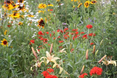 Bahçede çiçeklenme mevsiminde kırmızı Lychnis chalcedonica bitkileri.