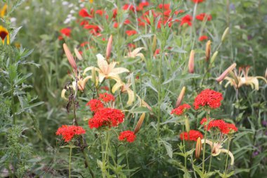 Bahçede çiçeklenme mevsiminde kırmızı Lychnis chalcedonica bitkileri.
