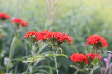 Bahçede çiçeklenme mevsiminde kırmızı Lychnis chalcedonica bitkileri.