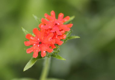 Bahçede çiçeklenme mevsiminde kırmızı Lychnis chalcedonica bitkileri.