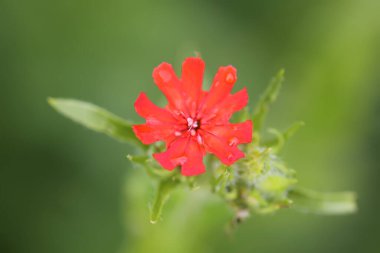 Bahçede çiçeklenme mevsiminde kırmızı Lychnis chalcedonica bitkileri.