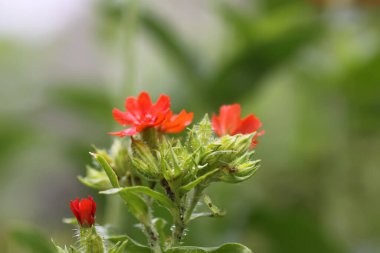 Bahçede çiçeklenme mevsiminde kırmızı Lychnis chalcedonica bitkileri.