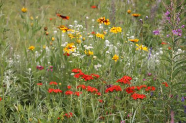 Bahçede çiçeklenme mevsiminde kırmızı Lychnis chalcedonica bitkileri.