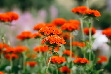 Lychnis Chalcedonica flowers in flowering season. clipart