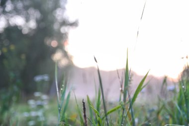 Sisli bir akşam. Kırsal alanda kır çiçekleri.