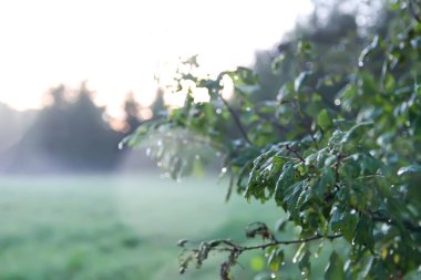 Kırsalda yaz sisli bir akşam..