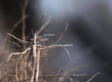 Bitki filizi kökleri kapanıyor..