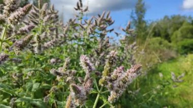 Fresh mint plants in bloom. Medical herbs in a summer field. 