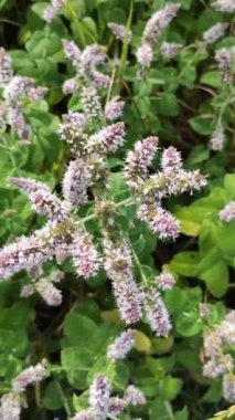 Fresh mint plants in bloom. Medical herbs in a summer field. 
