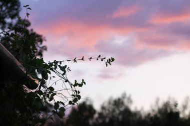 Yazın kırsalda gün batımı. Vahşi doğa detayları.
