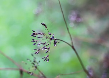 Caraway ya da Carum oymacılığı bitkileri ve tohumları. Olgun kimyon bitkileri.