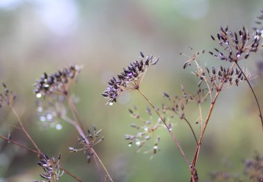 Caraway ya da Carum oymacılığı bitkileri ve tohumları. Olgun kimyon bitkileri.