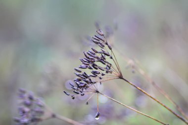 Caraway ya da Carum oymacılığı bitkileri ve tohumları. Olgun kimyon bitkileri.