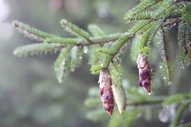 (Meyve) Meyveleri sarkmış muz ağaçları, Evergreen bitkisi. Vahşi orman.