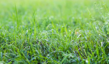 Baharda tarla. Yeşil çimenler ve kır çiçekleri.