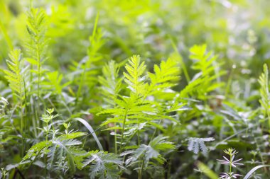 Baharda tarla. Yeşil çimenler ve kır çiçekleri.