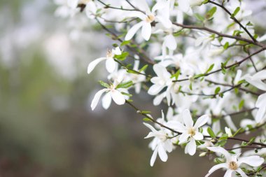 Manolya çiçekleri kapanıyor. Kokulu beyaz çiçekler. Doğada güzellik.