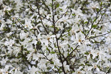 Baharda manolya çiçekleri. Doğada güzellik.