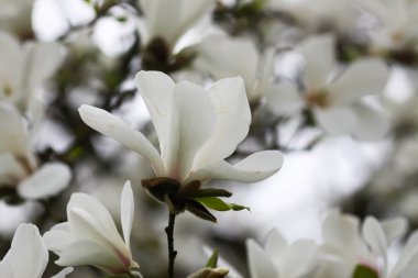 Manolya çiçekleri kapanıyor. Kokulu beyaz çiçekler. Doğada güzellik.