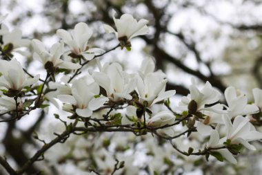 Manolya çiçekleri kapanıyor. Kokulu beyaz çiçekler. Doğada güzellik.
