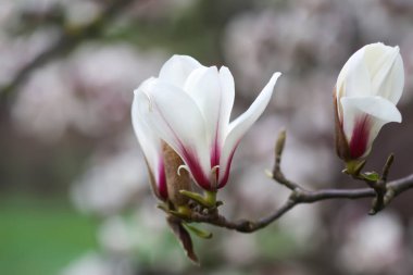 Baharda manolya çiçekleri. Doğada güzellik.